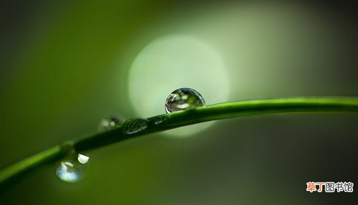 【生长】体会水和光对于植物生长的重要性