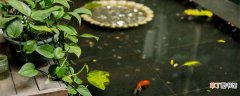 【注意事项】水榕的养殖方法和注意事项