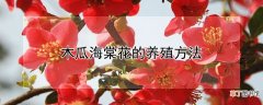 【海棠】木瓜海棠花的养殖方法