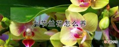 【花】九节兰花怎么养