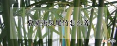 【凤尾竹】夏威夷凤尾竹怎么养
