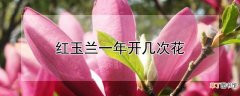 【花】红玉兰一年开几次花