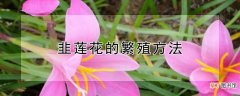 【莲】韭莲花的繁殖方法