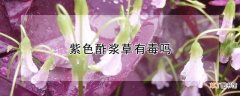 【有毒】紫色酢浆草有毒吗