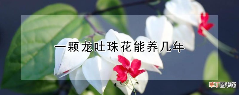 【花】一颗龙吐珠花能养几年