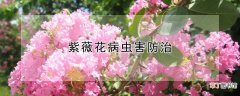 【花】紫薇花病虫害防治