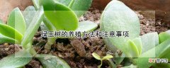 【树】绿玉树的养殖方法和注意事项