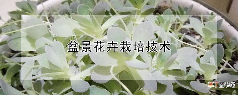 【花】盆景花卉栽培技术