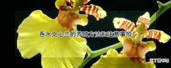 【养殖】香水文心兰的养殖方法和注意事项