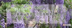 【花】紫藤一年开几次花花期多长