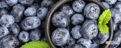 【种植】蓝莓种植需要什么条件