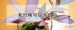 【水培】紫竹梅可以水培吗