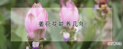 【花】姜荷花能养几年