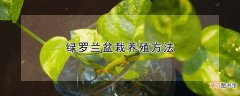 【养殖】绿罗兰盆栽养殖方法