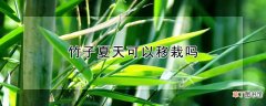 【夏天】竹子夏天可以移栽吗