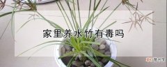 【水竹】家里养水竹有毒吗