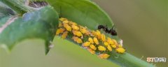 【防治】蚜虫是什么 蚜虫的防治方法