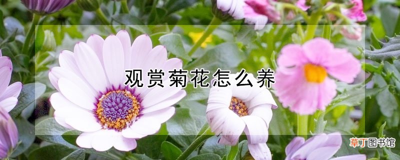 【花】观赏菊花怎么养