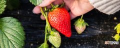 【季节】草莓上市的季节