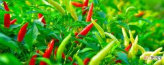 【种植方法】朝天椒种子怎么种植方法