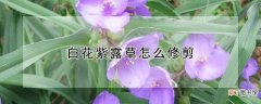 【花】白花紫露草怎么修剪