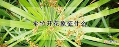 【花】伞竹开花象征什么