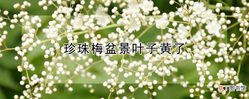 【盆景】珍珠梅盆景叶子黄了