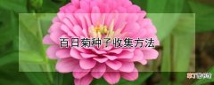 【方法】百日菊种子收集方法