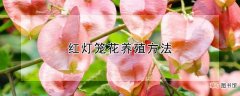 【花】红灯笼花养殖方法