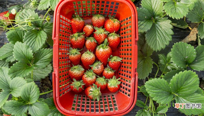 【施肥】自家种的草莓怎么施肥