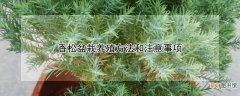 【盆栽】香松盆栽养殖方法和注意事项