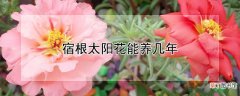 【花】宿根太阳花能养几年
