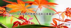 【养殖】日本红枫的养殖方法和注意事项