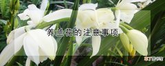 【花】养兰花的注意事项