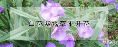 【花】白花紫露草不开花