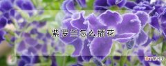 【花】紫罗兰怎么插花