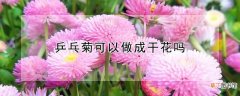 【花】乒乓菊可以做成干花吗