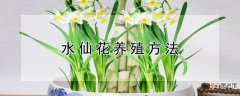 【水仙花】水仙花养殖方法