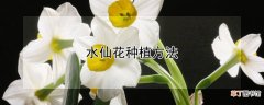 【水仙花】水仙花种植方法
