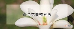 【兰花】白兰花养殖方法