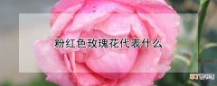 【玫瑰】粉红色玫瑰花代表什么