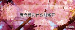 【花】青岛樱花什么时候开