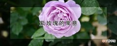【玫瑰】紫玫瑰的寓意