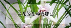 【花】兰花的品种有哪些