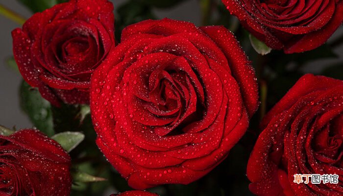 【玫瑰花】情人节送玫瑰花的含义