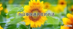 【开花】向日葵快速开花的方法
