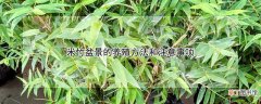 【养殖】米竹盆景的养殖方法和注意事项