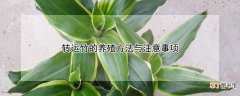【养殖】转运竹的养殖方法与注意事项