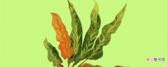 【植物】石苇是什么植物