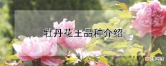 【牡丹花】牡丹花王品种介绍